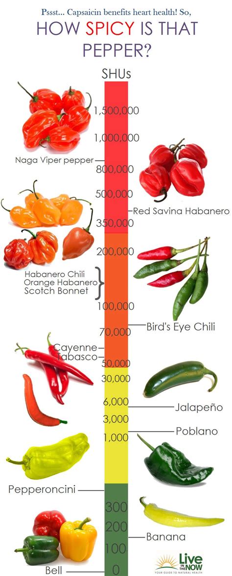 How Spicy Is That Pepper Infographic And Capsaicin Benefits