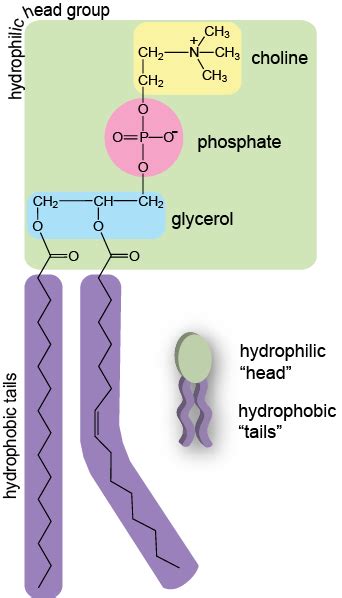 The fatty acyl side chains are hydrophobic; Biology The Plasma Membrane - Shmoop Biology