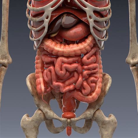 Animated Internal Organs Skeleton Human Body Anatomy Human Anatomy