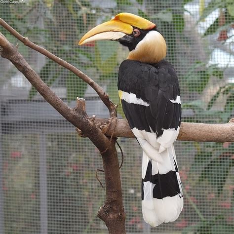 Amazing Animals Pictures The Majestic And Colorful Great Hornbill