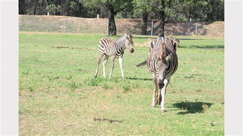 Taronga Western Plains Zoo Welcomes New Arrivals Video