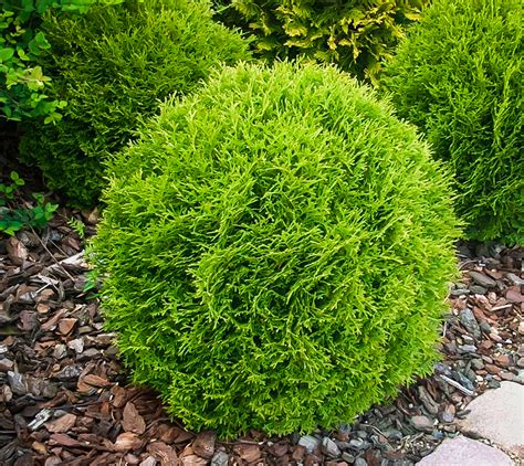 We did not find results for: Little Giant Arborvitae Shrubs For Sale | The Tree Center