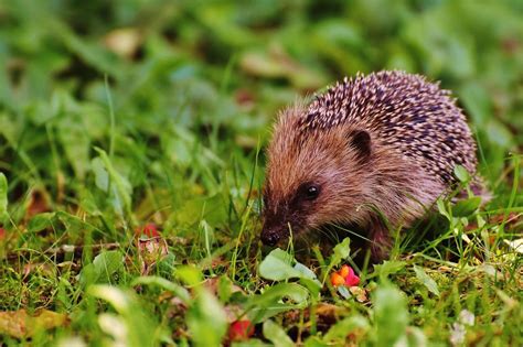 Hedgehog In A Forest Green Meadow Free Image Download