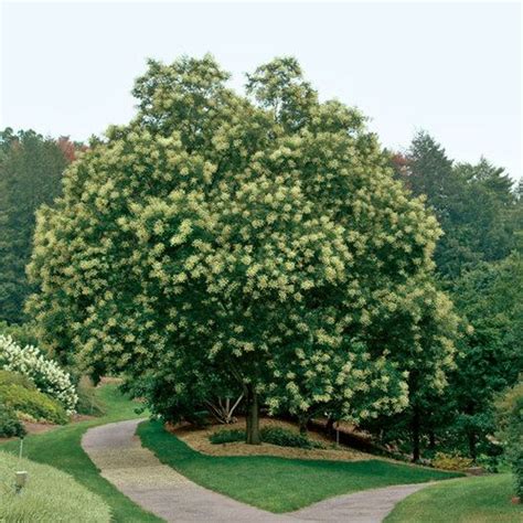 Alternatively, you can place the dogwood in an area where shade is given by a nearby building. Fast-Growing Trees for Impatient Gardeners - FineGardening ...