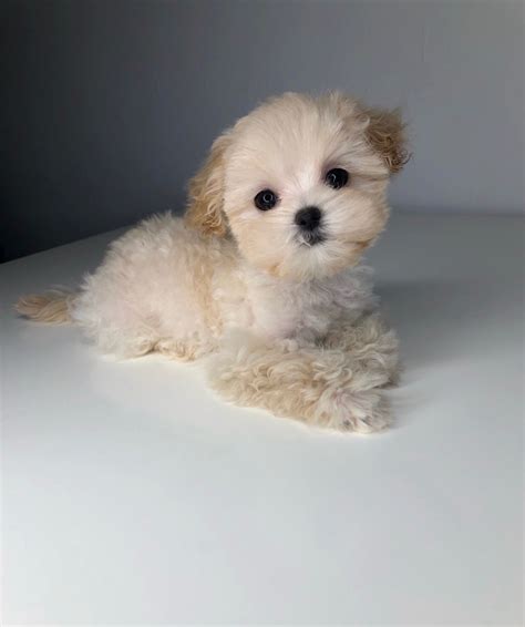 Perfect Tiny Teacup Maltipoo Puppy For Sale Iheartteacups