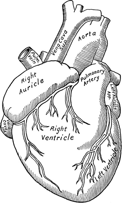 Heart Anatomy Printable Coloring Pages Sketch Coloring Page