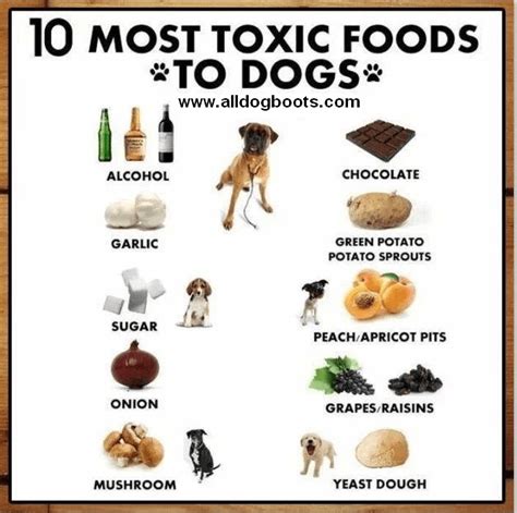 A Yorkie Isnt Just A Breed Its A Way Of Life Toxic Foods For Dogs