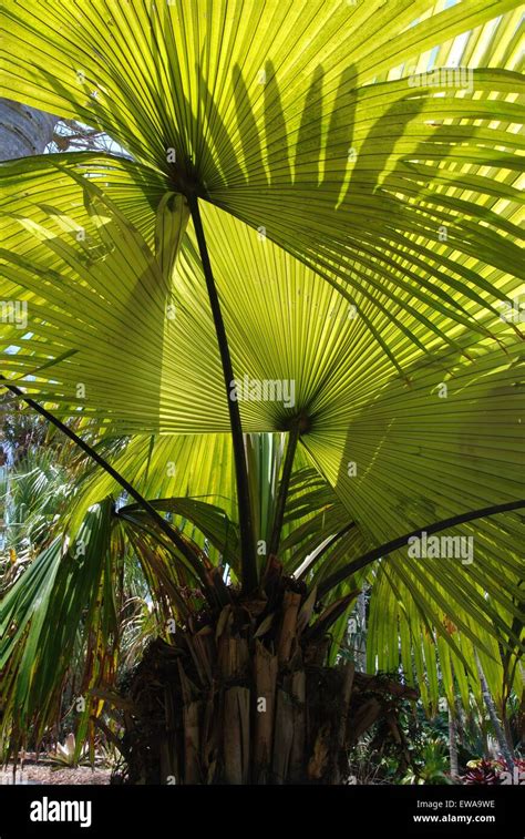 Giant Palm Tree Leaves In Subtropical Florida Stock Photo Alamy