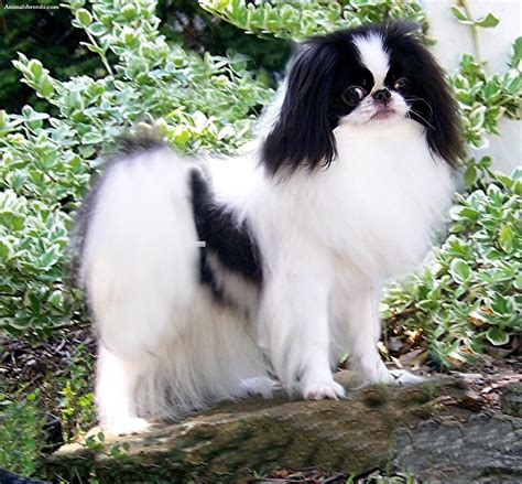 Japanese Chin - Puppies, Rescue, Pictures, Information ...