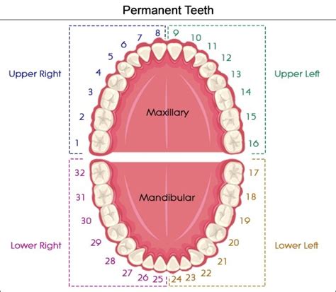 Teeth In Mouth Diagram Quizlet