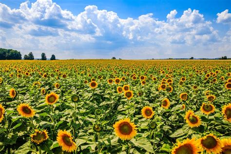 The Massive Sunflower Farm Near Toronto Is Open For The Season