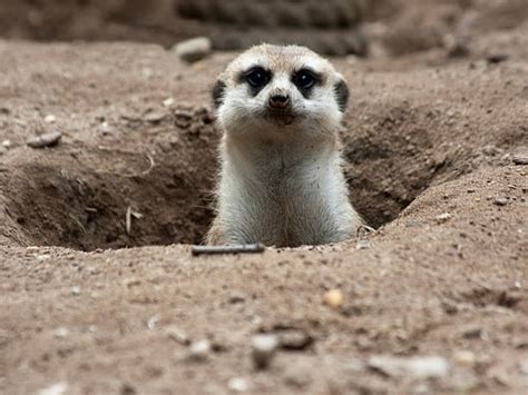 Picture Of A Meerkat Pictures Stock Photos Pictures And Royalty Free