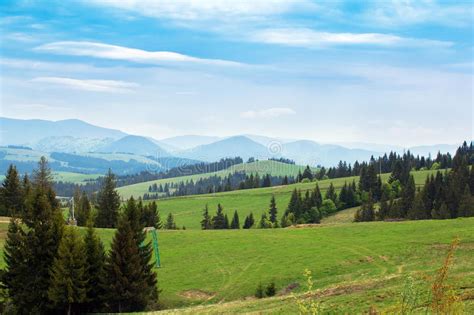 Landscape Of Green Meadows With Fir Trees And Mountains Stock Photo