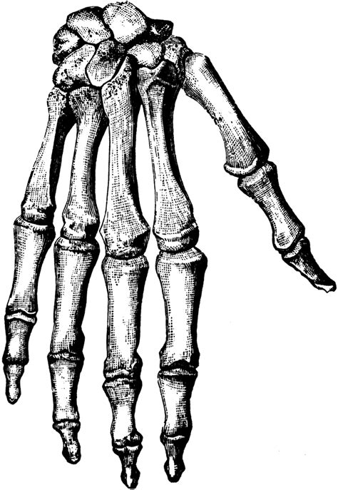 Bones Of The Hand Clipart Etc Skeleton Hand Tattoo Black And Grey