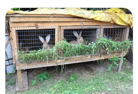 Rabbit Farming Cage Design Farm House