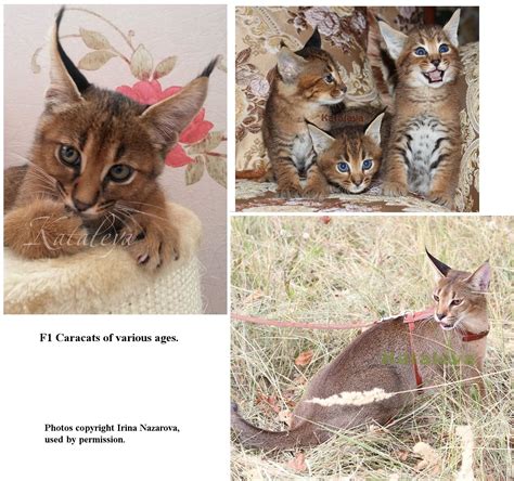 Domestic X Serval And Caracal Hybrids