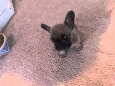 He's also a good choice for breeders like to send french bulldog puppies to their new homes when they are nine or 10 weeks old. French Bulldog Puppies ~ Oregon French Bulldog Breeder ...