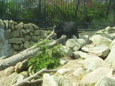 N A Black Bear Buttonwood Zoo May07 Zoochat