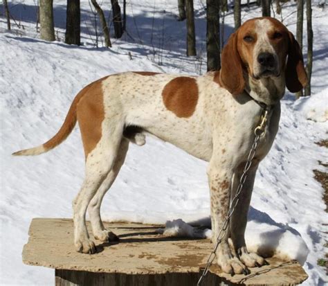 If one person has both red hair and blue eyes, there's a good chance. American English Coonhound / Redtick Coonhound | English ...