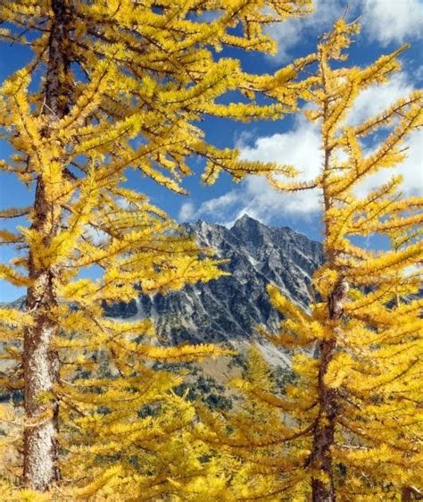Alan Bauer Photography And Nature Blog Glowing Gold Of Alpine Larch Trees
