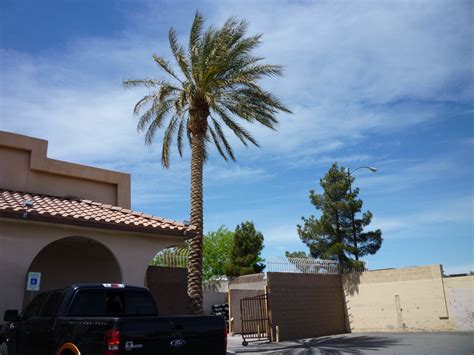 Types Of Palm Trees Affordable Tree Service Las Vegas Nv