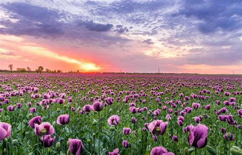 Field Of Flowers Pictures All New Wallpaper