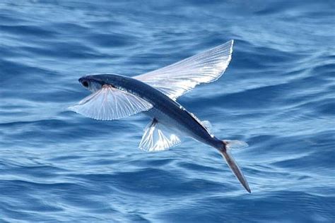 Flying Fish Season Lanyuland