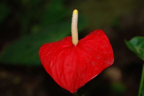 3840x2160 Wallpaper Red Heart Shaped Flower Peakpx