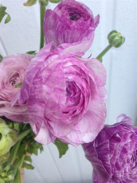 Lavender Ranunculus Flower Bulk Wedding Flowers Wholesale Flowers