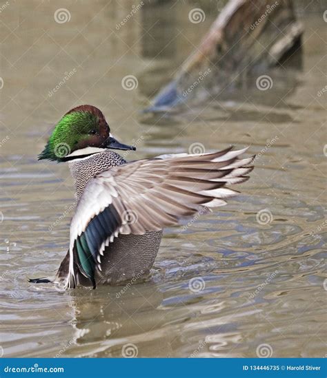 A Male Falcated Teal Anas Falcata Display Stock Image Image Of Teal