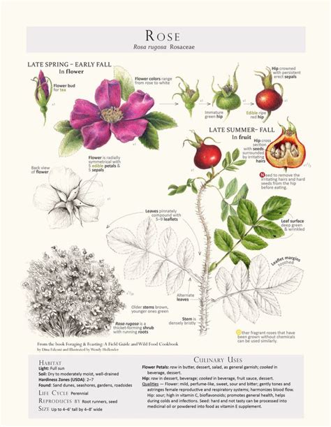 Related Image Plant Identification Edible Wild Plants