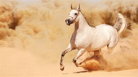 Image Horses Running White Sand Animals 1366x768