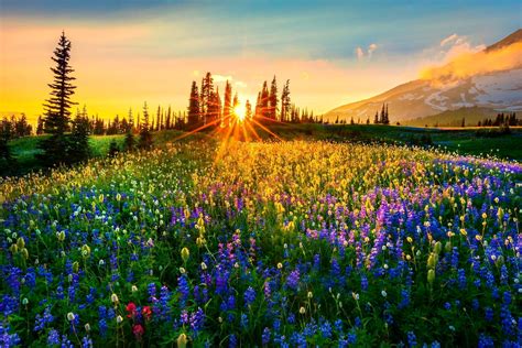 Mountain Meadow Wallpapers Wallpaper Cave