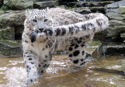 Snow Leopards Love Nomming On Their Fluffy Tails 12 Pics Bored Panda