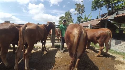 Penawaran Sapi Jumbo Pasar Hewan Jual Beli Sapi Youtube