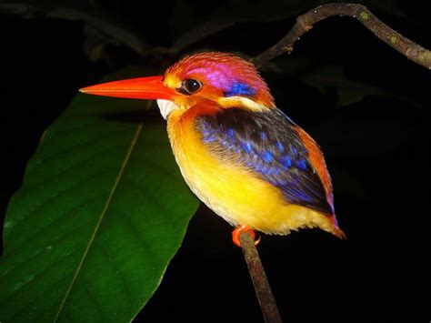 Small Tropical Birds Kingfisher Bird Colorful Small Tropical