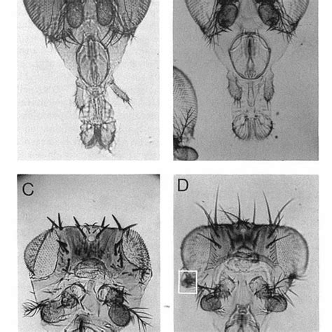 dfd eye and head morphology top schematic diagram of the drosophila download scientific