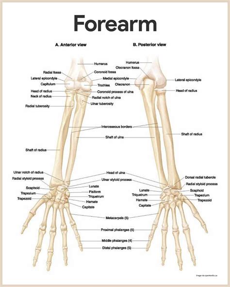 Human Arm Bone Anatomy Humerus Bone In Human Arm Download