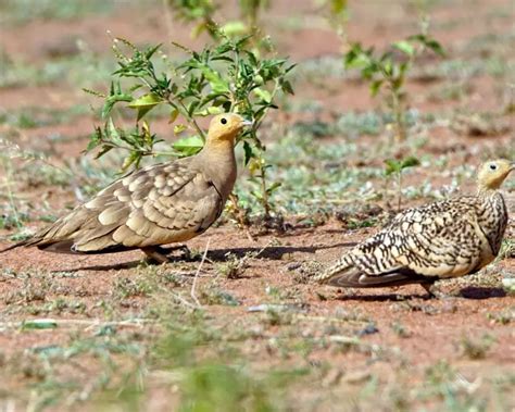 Chestnut Bellied Sandgrouse Facts Diet Habitat And Pictures On
