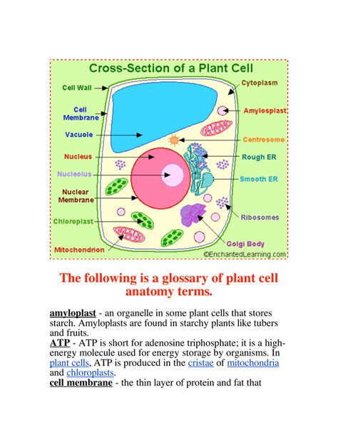 Plant Cell Chloroplast