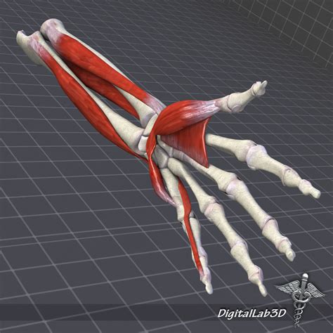 Bones can be divided into 3 generic groups: Human Forearm Bone and Muscle Structure 3D Model MAX OBJ ...
