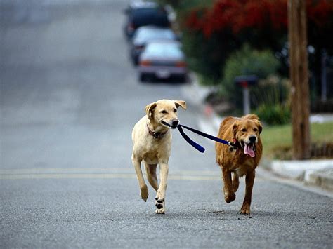 Schönes Hintergrundbild Hunde Golden Retriever Welpen Beste