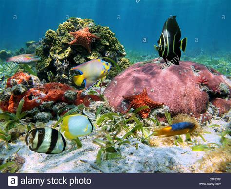 Colorful Sea Life On The Seabed With Tropical Fish Corals