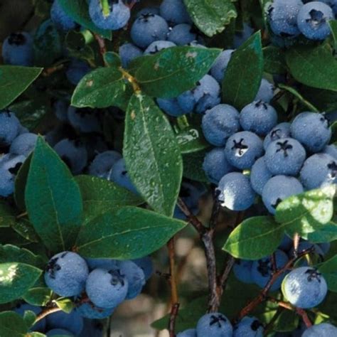 Bluecrop Blueberry Bush Plantingtree