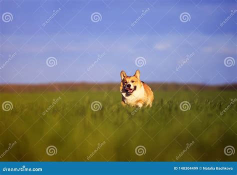 Funny Cheerful Pet Red Dog Puppy Corgi Runs Through The Green Sunny