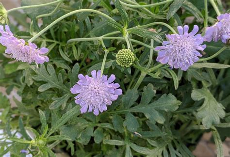 Scabiosa Columbaria Butterfly Blue Butterfly Blue Pincushion Dove
