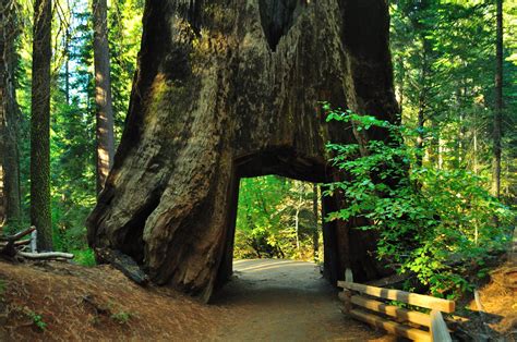 Meet The Oldest Trees In The World Right Here In The West — Sunset