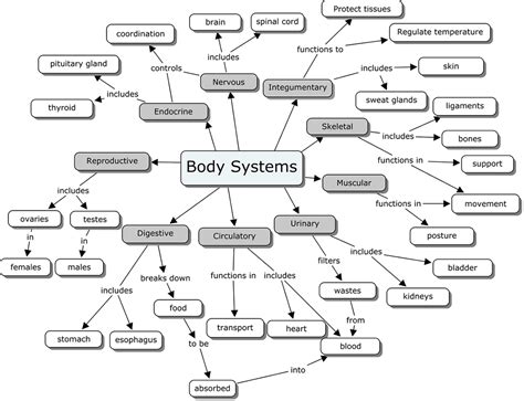 This software lets you view advanced anatomical buildings of each female and male physique in complete 3d fashions. organ_systems_ans.png 1,100×843 pixels | Body systems worksheets, Body systems, Human body systems