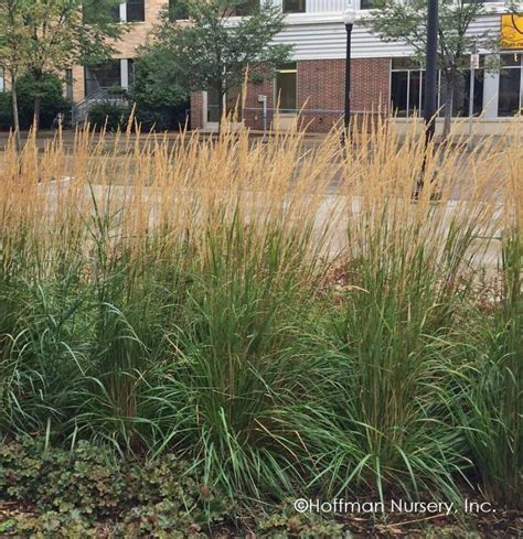 Calamagrostis X Acutiflora Karl Foerster Feather Reed