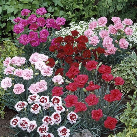 A Beautiful Collection Of Six Hardy Pinks Dianthus Which Will All